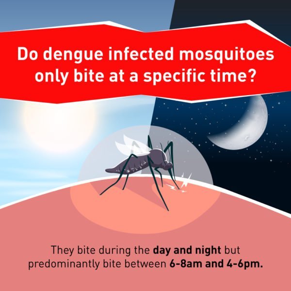 Dengue - Symptoms, Treatment & Prevention – oDoc